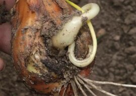 Dlaczego cebula gnije na grządce: co robić, jak ją uratować