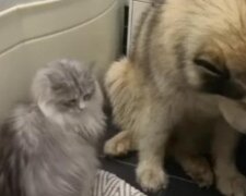 Kot pomógł zwabić tchórzliwego malamuta do łazienki, a sam ukradł jego smakołyk