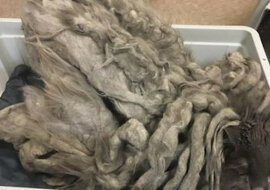 Kot miał zbyt dużo sierści ale udało się go uratować. Zobacz jak się zmienił