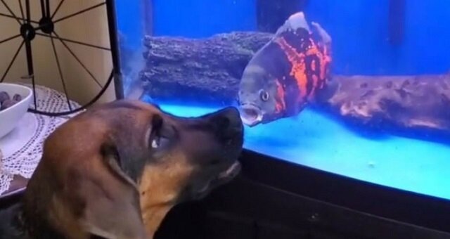 „Ja ci pokażę”: walka ryby w akwarium z psem. Wideo