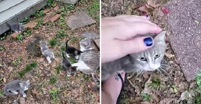 Kobieta przekonała karmiącą kotkę, aby jej zaufała i przeprowadziła swoje kocięta, aby je uratować