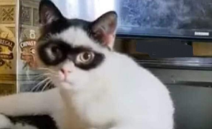 Kociak, który wygląda jak Zorro, został gwiazdą Internetu