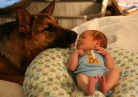 Owczarek niemiecki to cud. Nie wierzysz? Zobacz sam