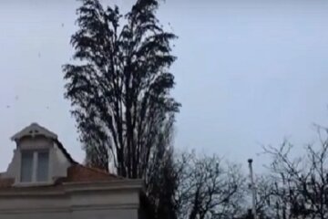 Nie spuszczaj oka z tego drzewa za chwilę stanie się coś niesamowitego
