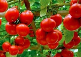 Domowy nawóz do pomidorów. Jak zrobić?