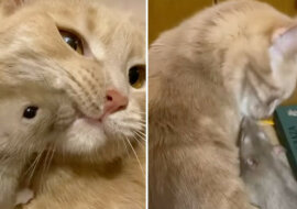 Prawdziwi Tom i Jerry: niezwykła przyjaźń kota i szczura