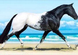 14 zwierząt tak rzadkich, że aż trudno uwierzyć w ich istnienie. Prawdziwe cuda natury