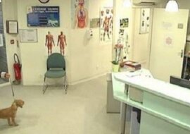 Kobieta zaprowadziła psa do schroniska. Kilka sekund później sprawy przybierają nieoczekiwany obrót