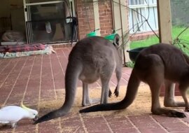 Australijskie papugi gryzą i kradną jedzenie kangurom