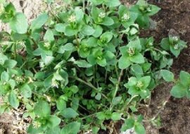 Jak udało mi się pozbyć gwiazdnicy pospolita w ogrodzie. Sąsiad podzielił się prostym sposobem