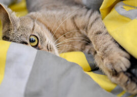 Kiedy wrócił z pracy, to w domu nie zobaczył kota