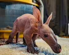 Urodził się cudowny Dobby