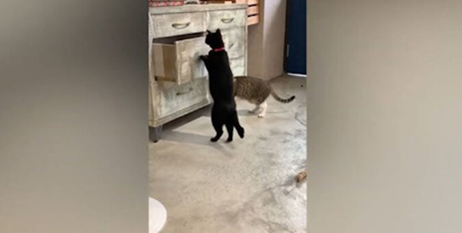Wideo: nieoczekiwany manewr - kot zamknął towarzysza