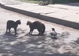 To niesamowite: dzielna wrona przerwała walkę kotów. Wideo