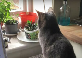 Ta kotka wie, jak dodać epickości do swojego życia - zabawne wideo