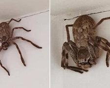 Dziewczyna zaniepokoiła pół Australii zdjęciami niespotykanego wcześniej pająka