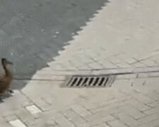 Matka kaczka szła obok rowerzystki wiozącej jej kaczątka. Spójrz gdzie