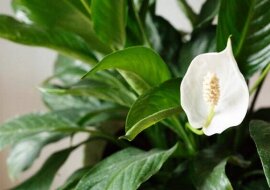 Tę roślinę koniecznie trzeba mieć w domu. Skrzydłokwiat