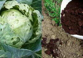 Ochrona ogrodu od ślimaków. Super trik