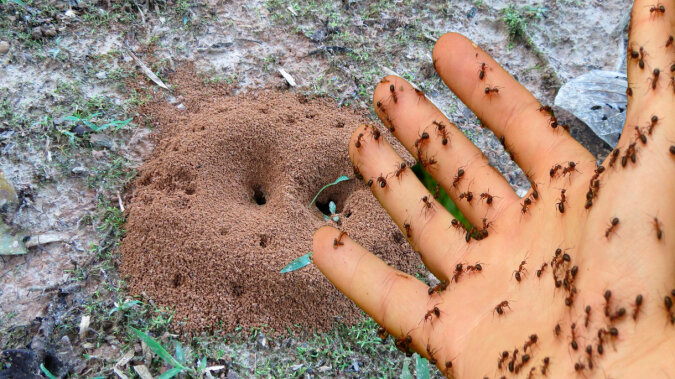 3 sprawdzone sposoby na pozbycie się mrówek w ogrodzie - szybko i skutecznie