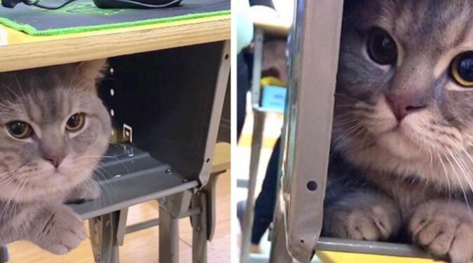 Studentka ukryła kota w biurku, a futrzany szpieg zebrał miliony polubień