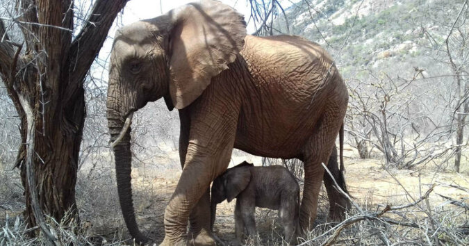 Słonica przyprowadziła nowo narodzonego słoniątka do rezerwatu, gdzie