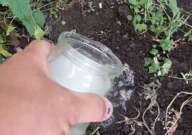 Jak w ciągu 7 minut przygotować roztwór, który pozbawi wasz ogród wszystkich mszyc i mrówek