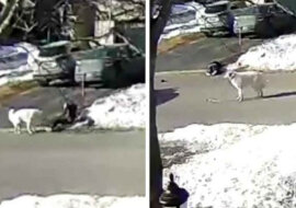 Pies uratował życie swojej właścicielce, zatrzymując ruch