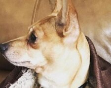 Chudy pies nieśmiało położył łapy na kolanach ludzi, a oni zdali sobie sprawę, że nie mogą się z nim rozstać