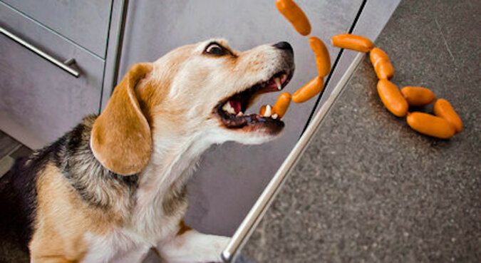 Misja wykonana: psy współpracują, aby wykraść jedzenie z kuchni