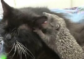Czarna kotka zajmuje się małymi osieroconymi jeżami jako swoimi dziećmi. Zobacz to wzruszające nagranie