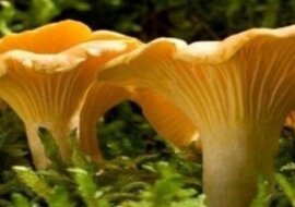 Czy wiesz, dlaczego kurki nigdy nie są robaczywe?