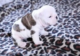 Poziom urokliwości w tym filmiku przekracza wszystkie granicy