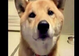 Poprosiła psa, żeby szczekał „trochę ciszej”. Reakcja zwierzaka rozłożyła ją na łopatki