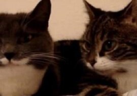 Dwóch kotów leżących na łóżku przyłapano na rozmowie ze sobą. Niezwykle również konczy się ich świetna dyskusja