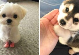 Pieski, które zmieszczą się w dłoni. Słodkie zdjęcia