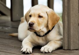 Rolnik chciał przekonać chłopca by nie kupował niepełnosprawnego psa, to co usłyszał jest wzruszające