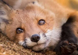 Fiński fotograf robi zdjęcia gorącej fińskiej przyrody, udowadniając, że przyroda jest najpiękniejszą rzeczą w jego kraju