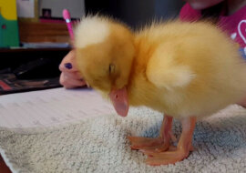 „Ćwicz siłę woli”: kaczątko zasnęło przed operatorem. Wideo