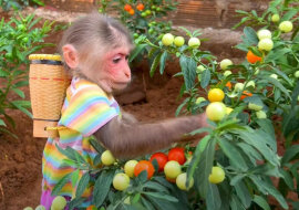 Dwie małpy zachwyciły setki tysięcy ludzi. Wideo