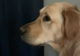 Reakcja psa na niezwykły prezent dla właściciela. Wideo