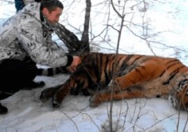 Tygrys z pętlą na szyi przyszedł do ludzi z prośbą o pomoc