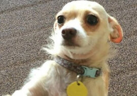 Mały piesek chował się w rogu klatki. Bardzo bał się ludzi