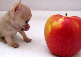 Najmniejszy pies świata. Toudi zachwycił cały Internet