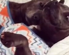 Najbardziej rozpieszczone pitbulle na świecie