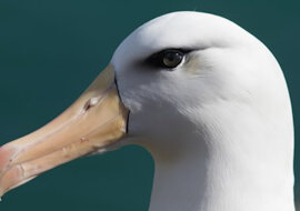 Niezdarny albatros próbował „trzymać twarz” po upadku: wideo