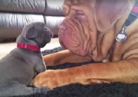 Bardzo poważny dorosły pies zakochał się w malutkim szczeniaczku