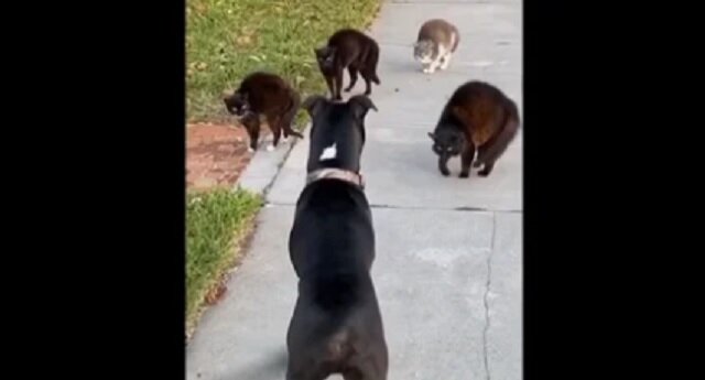 Pies z właścicielką podczas spaceru natknęli się na gang kotów - zabawny filmik