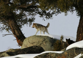 Jak 14 wilków zmieniło Park Narodowy Yellowstone