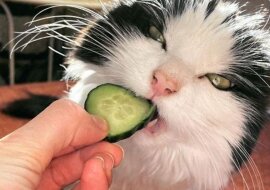 Pasja kota o imieniu Mauri do ogórków zachwyca całą Finlandię